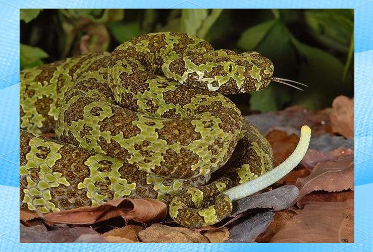 莽山烙铁头蛇有哪些形态特征（莽山烙铁头蛇栖息地保护要点）