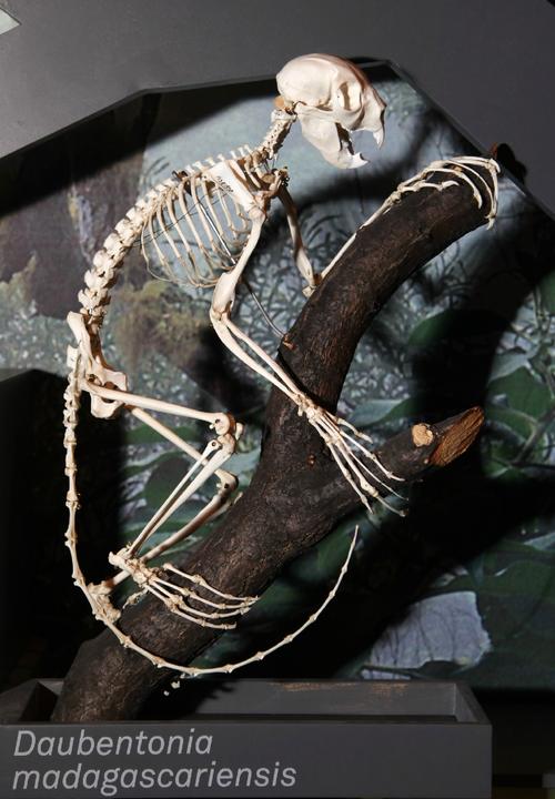 指狐猴：唯一一种使用回声定位狩猎的灵长类动物（指狐猴濒危科学与社区共同守护马达加斯加森林）